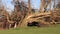 Broken tree after a heavy storm