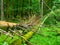 Broken tree roots in Bialowieza primeval forest