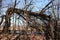 Broken tree in the spring forest. Natural woods background