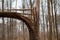 Broken Tree after Storm Hurricane or Lightning