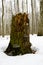 Broken tree stump with chips close-up