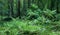 Broken tree stump moss covered and ferns layer above