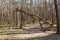 Broken tree trunk in the woods. fallen trees