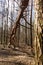 Broken tree trunk in the woods. fallen trees