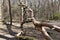 Broken tree trunk in the woods. fallen trees