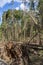 Broken trees blocking the road after the hurricane winds