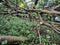 Broken trees in a residential district after strong storm went through