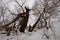 Broken trees on a snowy hill in cloudy winter weather