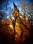 Broken trees stand in an old park. A hurricane broke the tree in half. Demonic, mystical, strange and scary place, Lomography