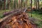 Broken trees in summer forest