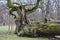 Broken trunk of eight hundred years old, historic oak on a meadow