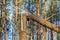 Broken trunk of Scots pine tree in forest
