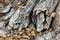 Broken unusually strange wooden texture on side of tall old tree trunk partially covered with fallen brown leaves