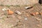 Broken votive vessels and pottery next to Harshat Mata Temple