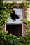 A Broken Window in an Abandoned Building Overgrown With Ivy