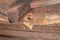 Broken wooden beam of the canopy. wooden roof of a barn destroyed due to the weather