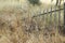 Broken wooden fence overgrown plants