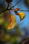 BROKEN YELLOW JAPANESE RAISIN TREE LEAF ON A TREE AT THE END OF SUMMER