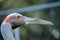 Brolga