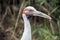 Brolga