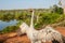 Brolga Antigone rubicunda, a bird in the crane family dances for the camera in Australia`s top end