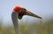 Brolga Antigone rubicunda close up head shot