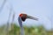 Brolga Antigone rubicunda close up head shot