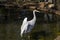 Brolga antigone rubicunda, Sydney, Australia