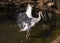 Brolga antigone rubicunda, Sydney, Australia