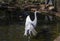 Brolga antigone rubicunda, Sydney, Australia