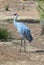 Brolga Australian Crane