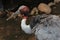 Brolga Australian Crane with sharp beak