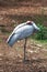 Brolga - Australian Native Bird