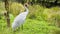 Brolga can be found across tropical northern Australia