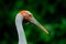 Brolga Crane, Antigone rubicunda, with dark green background. Bird in the habitat, crane in green forest vegetation. Wildlife