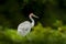 Brolga Crane, Antigone rubicunda, with dark green background. Bird in the habitat, crene in green forest vegetation. Wildlife scen