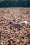 Brolga Crane Bird Antigone rubicunda..standing on Field, Queensland, Australia