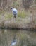 Brolga Crane preening reflection