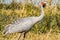 Brolga Crane in Victoria Australia