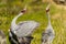 Brolga Crane in Victoria Australia