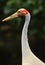 Brolga Portrait