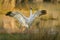 Brolga standing in a lush marshland, its wings spread wide.