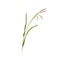 Brome grass. Bromus inermis, botanical drawing. Wild field plant on stem with leaves. Herbaceous flora. Colored flat