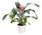 Bromelia aechmea primera with single pink flower