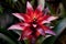 Bromelia Bromeliad Flower Plant Blooming