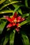 Bromelia family: Bromeliaceae, subfamily: Bromelioideae flower plant