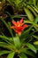 Bromelia family: Bromeliaceae, subfamily: Bromelioideae flower plant