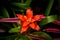 Bromelia family: Bromeliaceae, subfamily: Bromelioideae flower plant