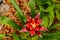 Bromelia family: Bromeliaceae, subfamily: Bromelioideae flower plant