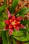 Bromelia family: Bromeliaceae, subfamily: Bromelioideae flower plant